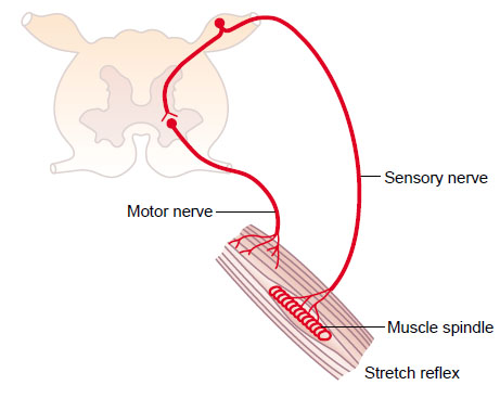 monosynaptic reflex